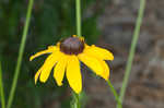 Missouri orange coneflower